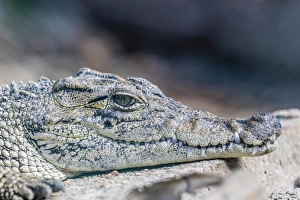 Closeup Shot Prints: Captive Cuban crocodile (Crocodylus rhombifer)