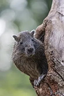 Captive Desmarests hutia (Capromys pilorides) (Cuban hutia), a species of rodent endemic to Cuba