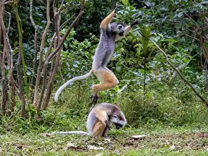 Indigenous Prints: Captive diademed sifaka leaps on the ground at Lemur Island in Madagascar during an afternoon activity