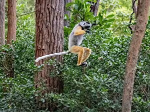 Ecology Prints: Captive diademed sifaka leaps from tree to tree on Lemur Island in Madagascar during daytime activities