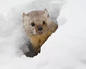 Images Dated 28th January 2009: Captive fisher (Martes pennanti) in snow, near Bozeman, Montana, United States of America