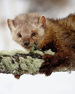 Images Dated 28th January 2009: Captive fisher (Martes pennanti) in a tree in the snow, near Bozeman, Montana