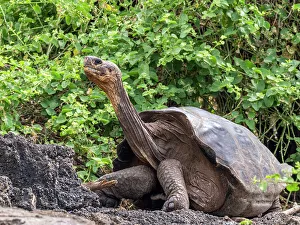 Santa Cruz Island Prints: Captive Galapagos giant tortoise (Chelonoidis spp)