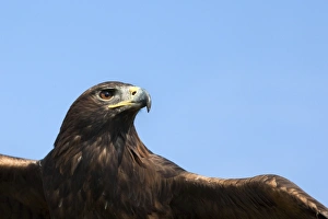 Eagle Prints: Captive golden eagle (Aquila chrysaetos), close up, United Kingdom, Europe