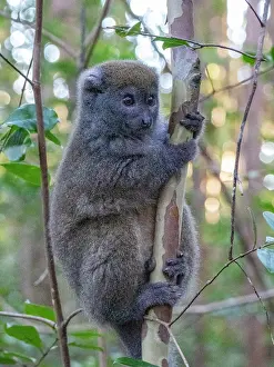 Mammals Prints: Captive gray bamboo lemur climbing a tree in Lemur Island wildlife park in Madagascar