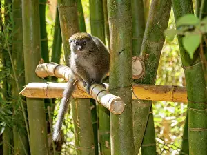 Feeding Prints: Captive gray bamboo lemur sits on bamboo in a tree at Lemur Park in Antanavarino