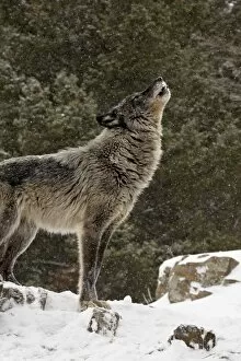 Captive gray wolf (Canis lupus) howling in the snow, near Bozeman, Montana