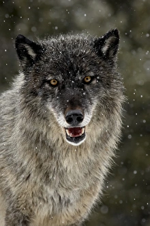 Images Dated 28th January 2009: Captive gray wolf (Canis lupus) in the snow, near Bozeman, Montana, United States of America