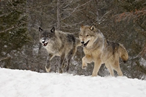 Images Dated 28th January 2009: Two captive gray wolves (Canis lupus) running in the snow, near Bozeman