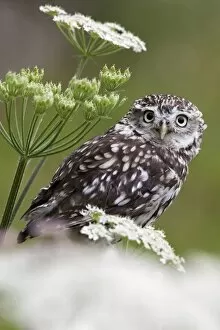 Images Dated 9th July 2010: Captive little owl (Athene noctua), United Kingdom, Europe
