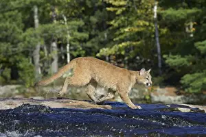 Staring Prints: Captive mountain lion (cougar) (Felis concolor) crossing a stream