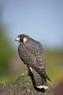 Images Dated 27th August 2010: Captive Peregrine Falcon, Loughborough, Leicestershire, England, United Kingdom, Europe