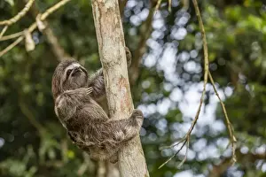 San Francisco Village Prints: A captive pet brown-throated sloth (Bradypus variegatus), San Francisco Village, Loreto