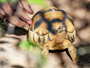 Reptile Prints: Captive ploughshare tortoise in Anjajavy Private Reserve