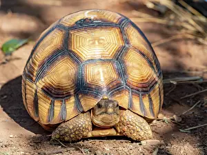Reptile Prints: Captive ploughshare tortoise explores its habitat in Anjajavy Private Reserve located in Madagascar