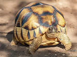 Reptile Prints: Captive ploughshare tortoise exploring its environment in Madagascar's Anjajavy Private Reserve