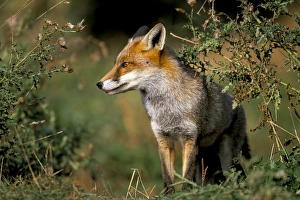 Looking To Side Prints: Captive red fox (Vulpes vulpes), United Kingdom, Europe