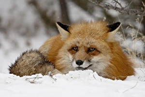 Images Dated 28th January 2009: Captive red fox (Vulpes vulpes) in the snow, near Bozeman, Montana, United States of America