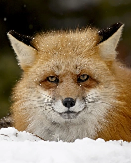 Images Dated 28th January 2009: Captive red fox (Vulpes vulpes) in the snow, near Bozeman, Montana, United States of America