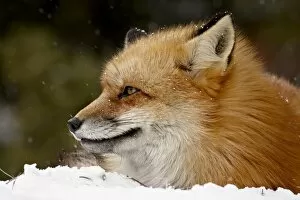 Images Dated 28th January 2009: Captive red fox (Vulpes vulpes) in the snow, near Bozeman, Montana, United States of America