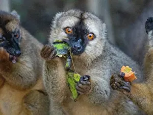 Eating Prints: Captive red-fronted brown lemur enjoys food while on Lemur Island in Madagascar during the day