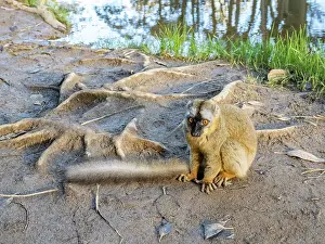 Portrait Prints: Captive red-fronted brown lemur rests on ground near water on Lemur Island in Madagascar