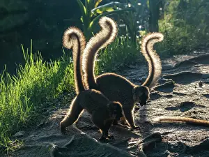 Mammals Prints: Captive red-fronted brown lemurs explore the ground on Lemur Island in Madagascar during daylight hours