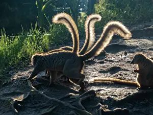 Mammals Prints: Captive red-fronted brown lemurs explore the ground on Lemur Island in Madagascar during daylight hours