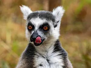 Feeding Prints: Captive ring-tailed lemur feeding on the ground in Lemur Park while showcasing its natural behavior in Madagascar