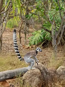 Climbing Prints: Captive ring-tailed lemur leaping among trees in Madagascar habitat near Antanavarino