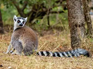 Exotic Prints: Captive ring-tailed lemur resting on the ground in a park in Madagascar during daylight hours