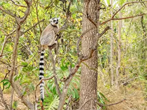 Parks Prints: Captive ring-tailed lemur sits on a branch in Lemur Park in Madagascar observing its surroundings