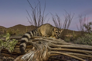 Captive Animal Prints: Captive ringtail (Bassariscus astutus) at sunset, Arizona Sonora Desert Museum, Tucson