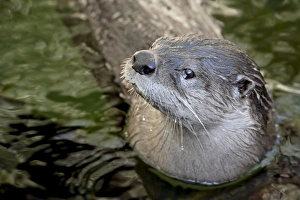 Images Dated 13th November 2008: Captive river otter (Lutra canadensis) swimming, Arizona Sonora Desert Museum