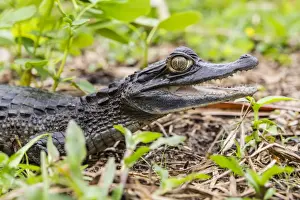 Mouth Open Prints: A captive Schneiders smooth-fronted caiman (Paleosuchus trigonatus), San Francisco Village