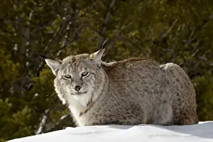 Lynx Lynx Prints: Captive Siberian lynx (Eurasian lynx) (Lynx lynx) in the snow, near Bozeman