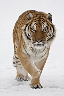 Animals: Captive Siberian Tiger (Panthera tigris altaica) in the snow, near Bozeman