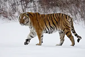 Captive Siberian Tiger (Panthera tigris altaica) in the snow, near Bozeman