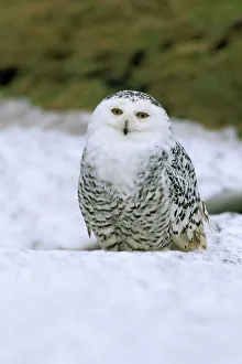 Seated Prints: Captive snowy owl