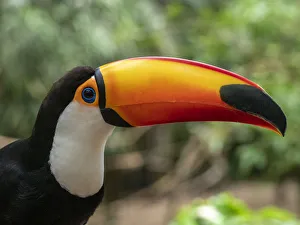 Captive toco toucan (Ramphastos toco), Parque das Aves, Foz do Iguacu, Parana State