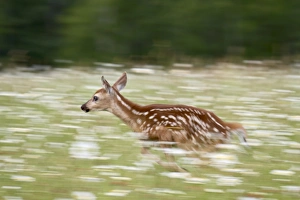Rushing Prints: Captive whitetail deer fawn