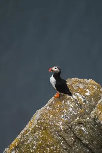 Rock Cliff Prints: Capture of a puffin, Fratercula arctica