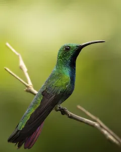 Pictures Prints: Capturing the vibrant hues of a hummingbird perched gracefully on a branch