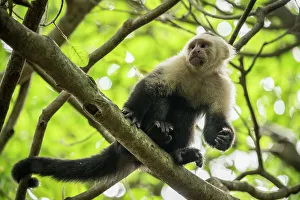 Nicaragua Prints: Capuchin Monkey, Reserva de Biosfera Ometepe