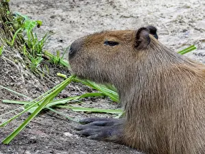 Daily Prints: Capybara feeding on grass at Dallas Manatee Rescue Center in Iquitos Peru during the day