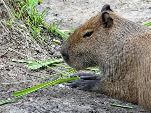 Herbivore Prints: Capybara feeding on grass at a rescue center in Iquitos Peru amidst its natural habitat