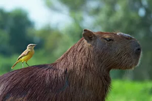 Contrast Collection: Capybara (Hydrochaeris hydrochaeris) and white-throated kingbird (Tyrannus albogularis) on the back