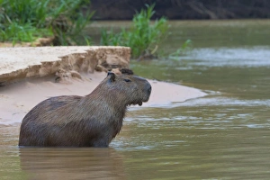 Pantanal Prints: Capybara (Hydrochaeris hydrochaeris) in the water, Pantanal, Mato Grosso, Brazil