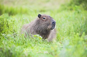 Lying On Front Prints: Capybara (Hydrochoerus hydrochaeris), Ibera Wetlands (Ibera Marshes), a marshland