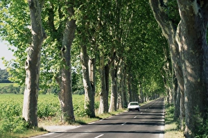 Typical Prints: Car on typical tree lined country road, near Pezenas, Herault, Languedoc-Roussillon